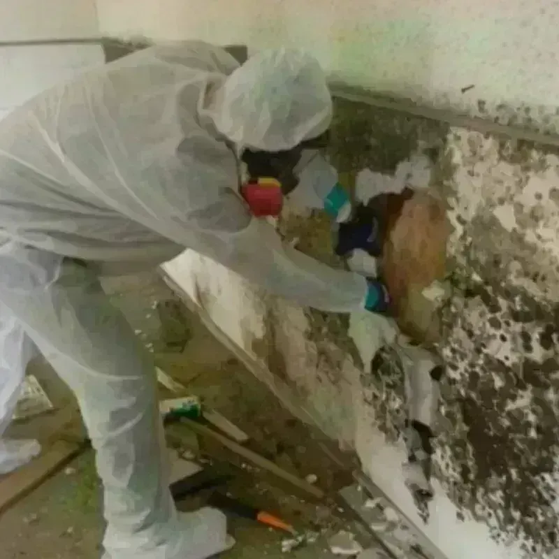 Mold Remediation and Removal in De Soto, KS